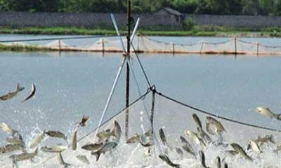 魚塘監(jiān)控安裝過程中，應(yīng)該選擇紅外攝像頭還是全彩攝像頭